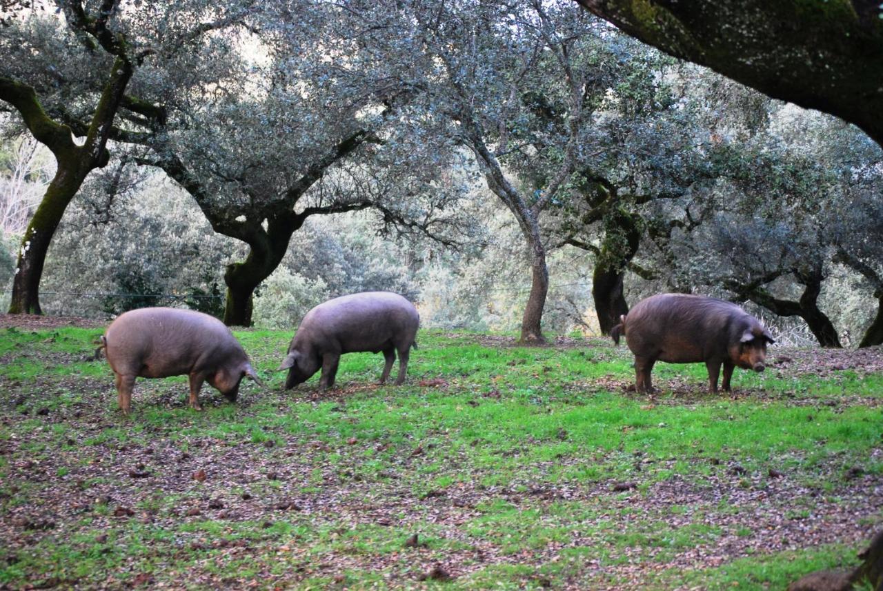 El Rural De Peter Aracena
